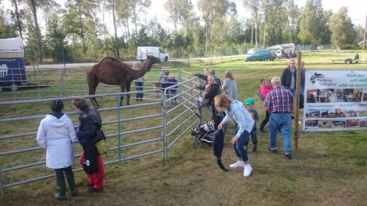 Bondens dag Backamo 2016