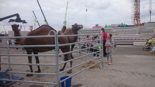 Kameljobb Kinneruds Familjefest