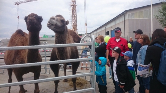 Kameljobb Kinneruds Familjefest