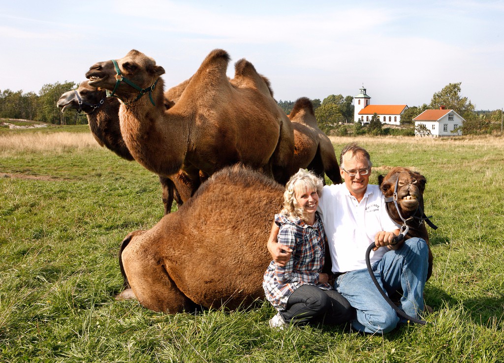Helena, Göran och några av kamelerna i Myckleby på Orust