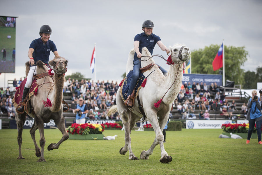 Bild från kamelrace 2016