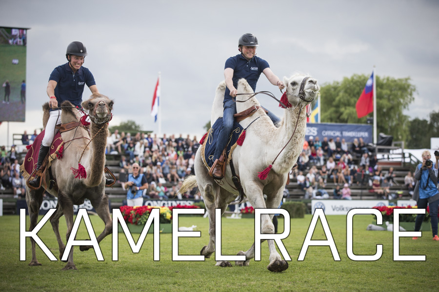 Kamelrace på Falsterbo