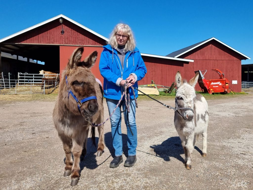 Här är Helena med två av våra åsnor