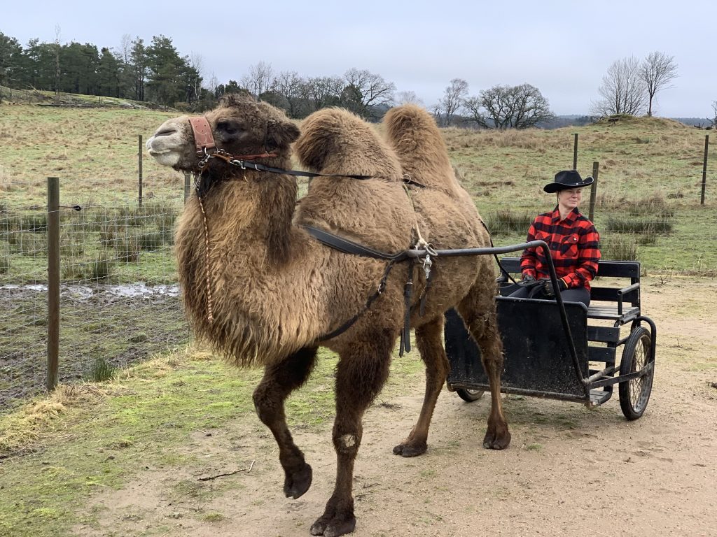 Åk vagn och kamel hos kamelridningen på Orust under våra åk-dagar