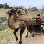Åk vagn och kamel hos kamelridningen på Orust