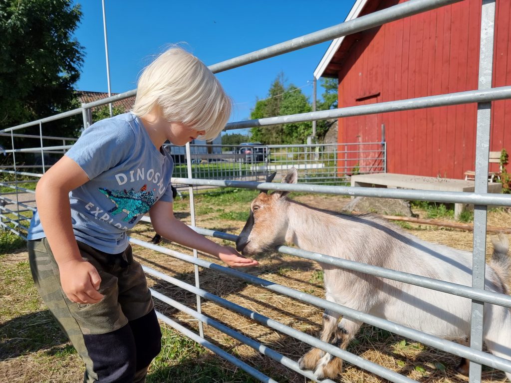 Vi träffade getter, alpackor, emuer, minigrisar, åsnor, lamor och kameler - ingen löpande-band-aktivitet