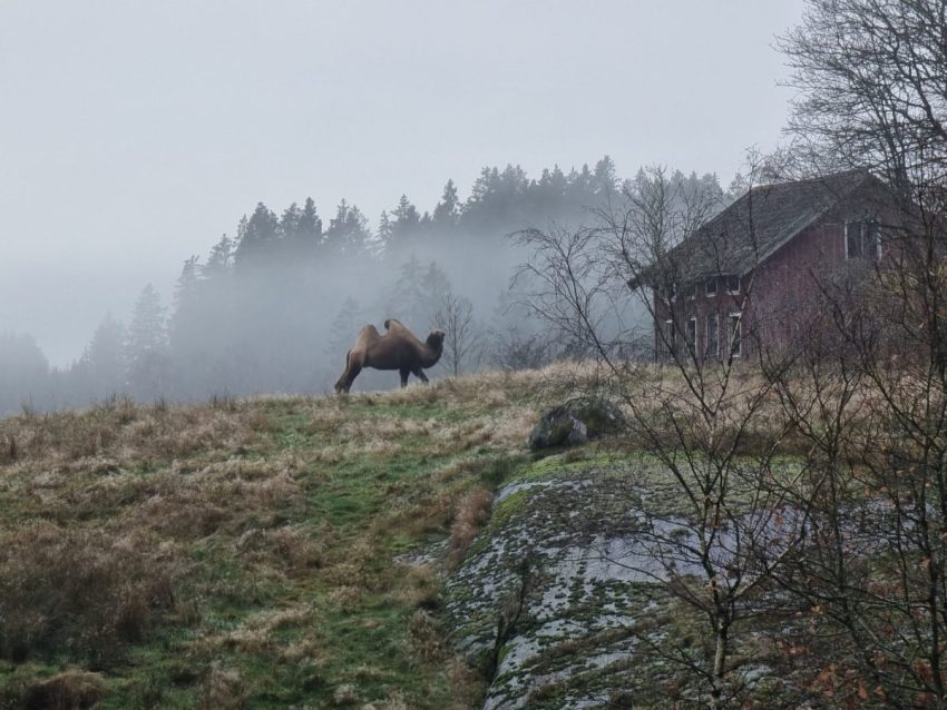 Kamel sedd från Pilgrimsled Orust