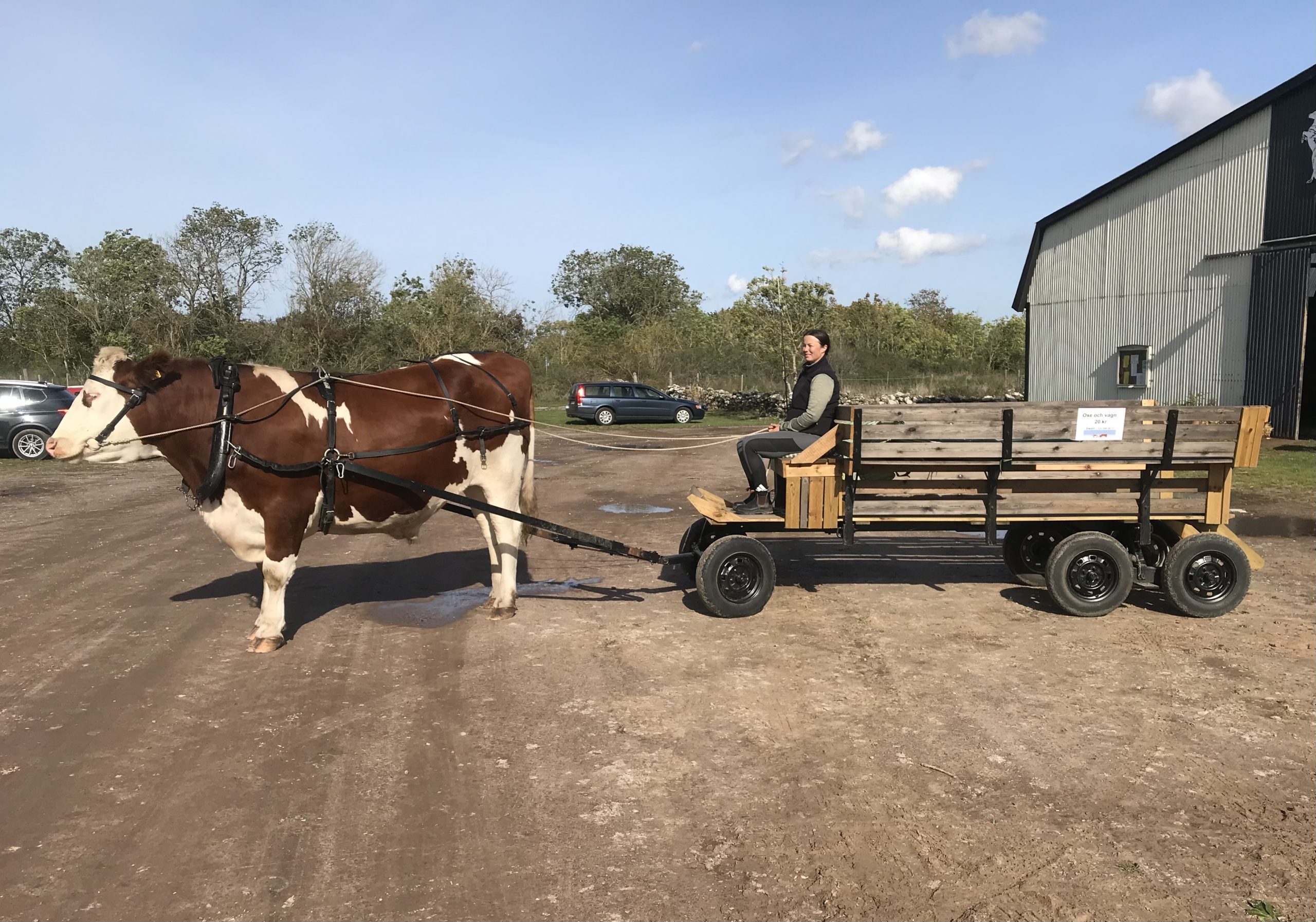 Oxen Skalman och Frida