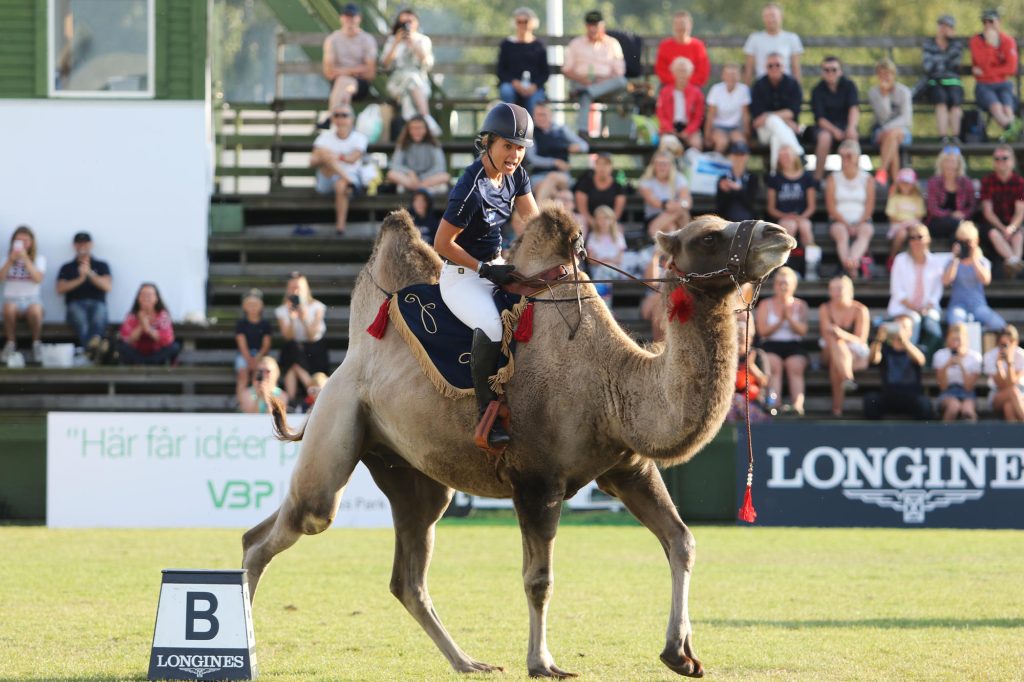 Glad ryttare i 2019 år kamelrace