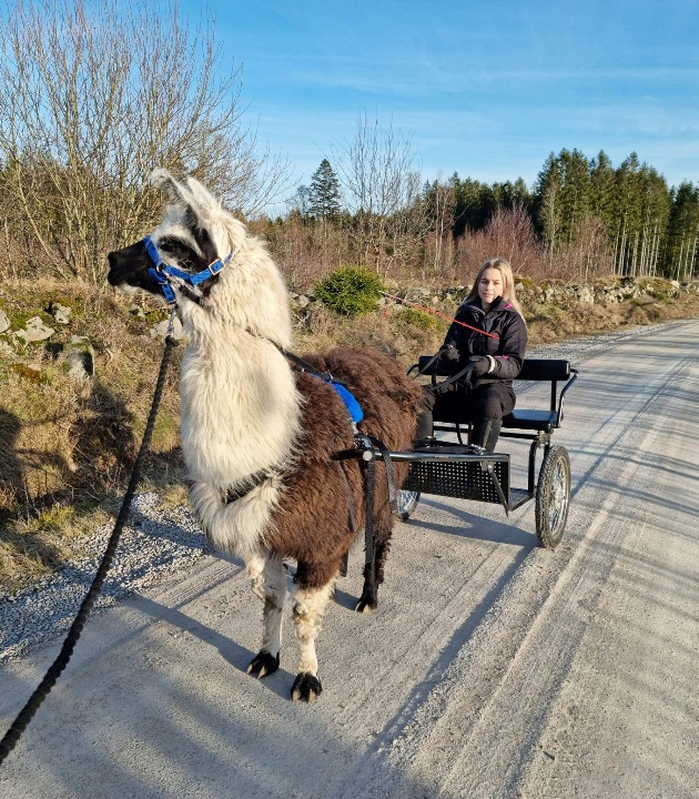 Har du åkt vagn bakom en lama tidigare? Om inte har du chansen på våra åk-dagar