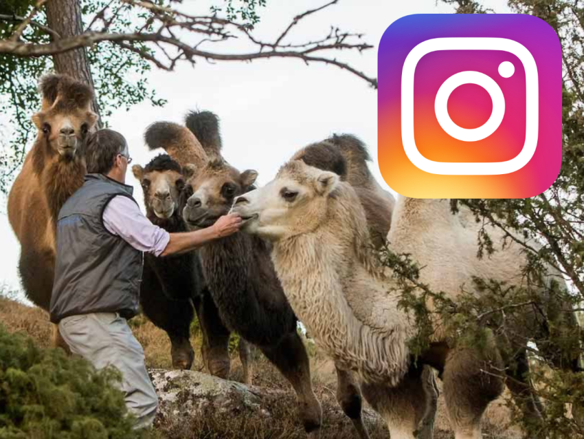 Kamelridning på Instagram