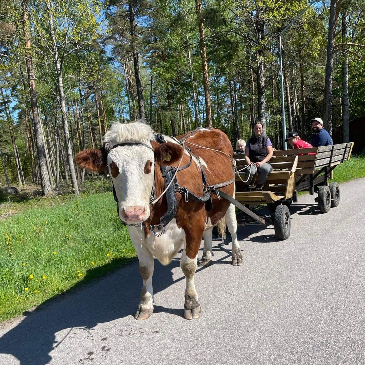 Oxen Skalman kommer att vara på plats för att dra vagn