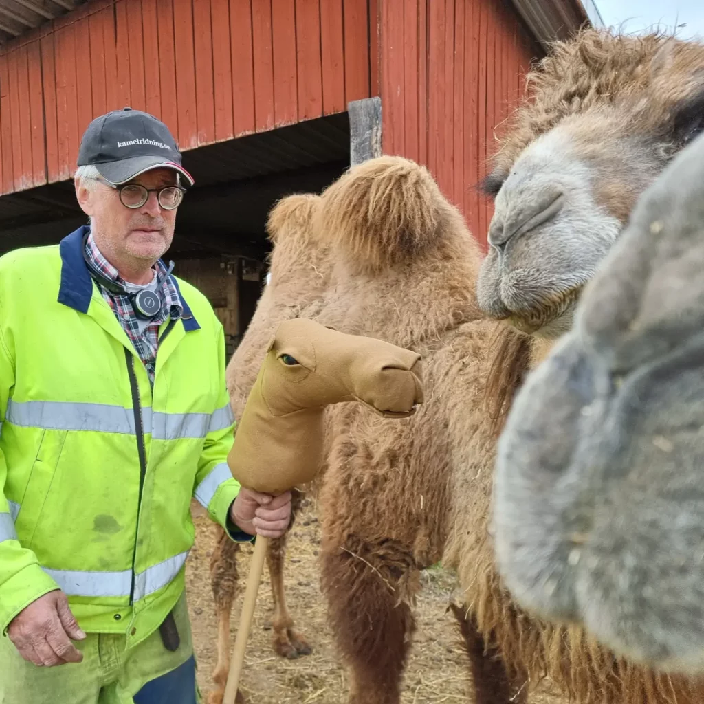 Nyaste kamelen i flocken