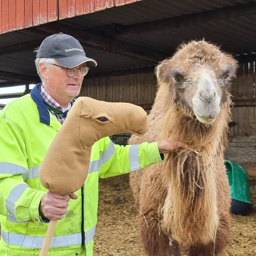 En ny kamel i flocken - världens första käpp-kamel