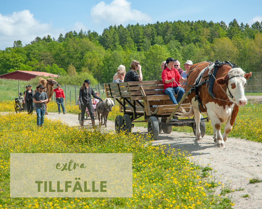 Extra tillfälle att åka vagn med oxen Skalman