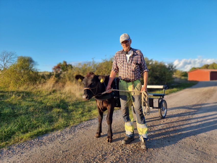 Den blivande oxen Pettersson