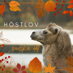 Höstlov vecka 44 - kamelridning eller åk vagn bakom kamel