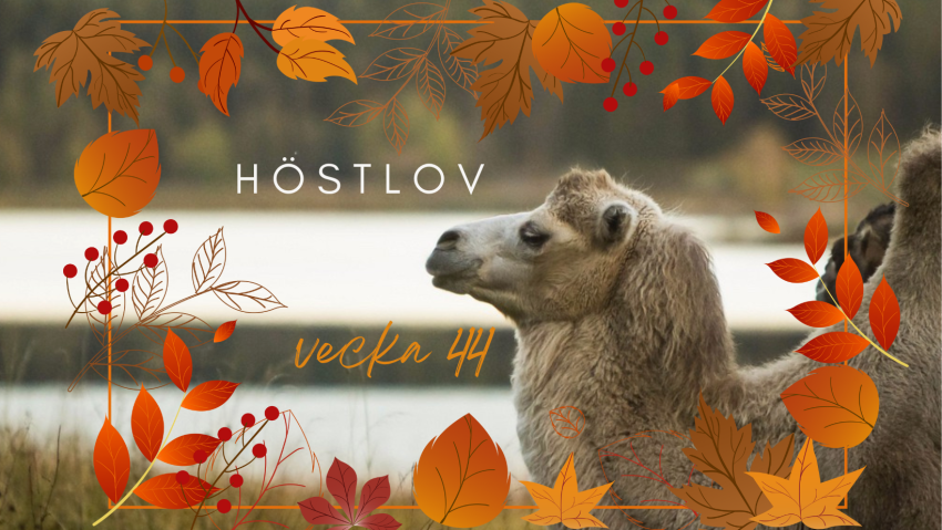 Höstlov vecka 44 - kamelridning eller åk vagn bakom kamel